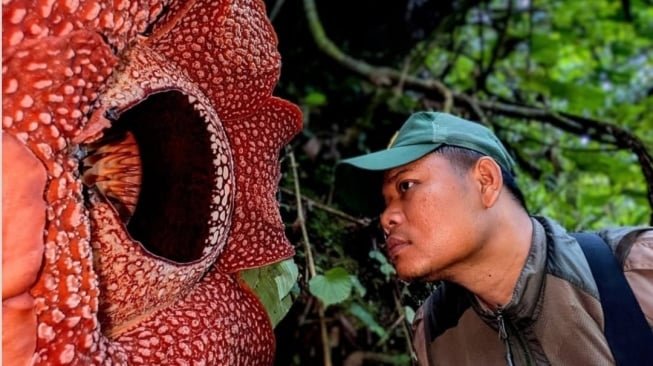 Setelah 13 Tahun Menghilang, ‘Bunga Wajah Harimau’ Akhirnya Mekar Lagi di Sumatera Barat