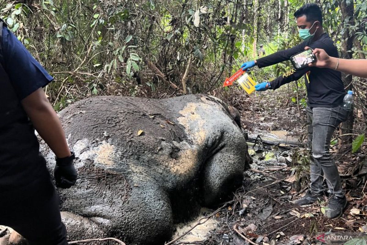 Miris! Gajah Sumatera Ditemukan Tak Berkepala: Dugaan Perburuan Liar dan Tinjauan Hukum